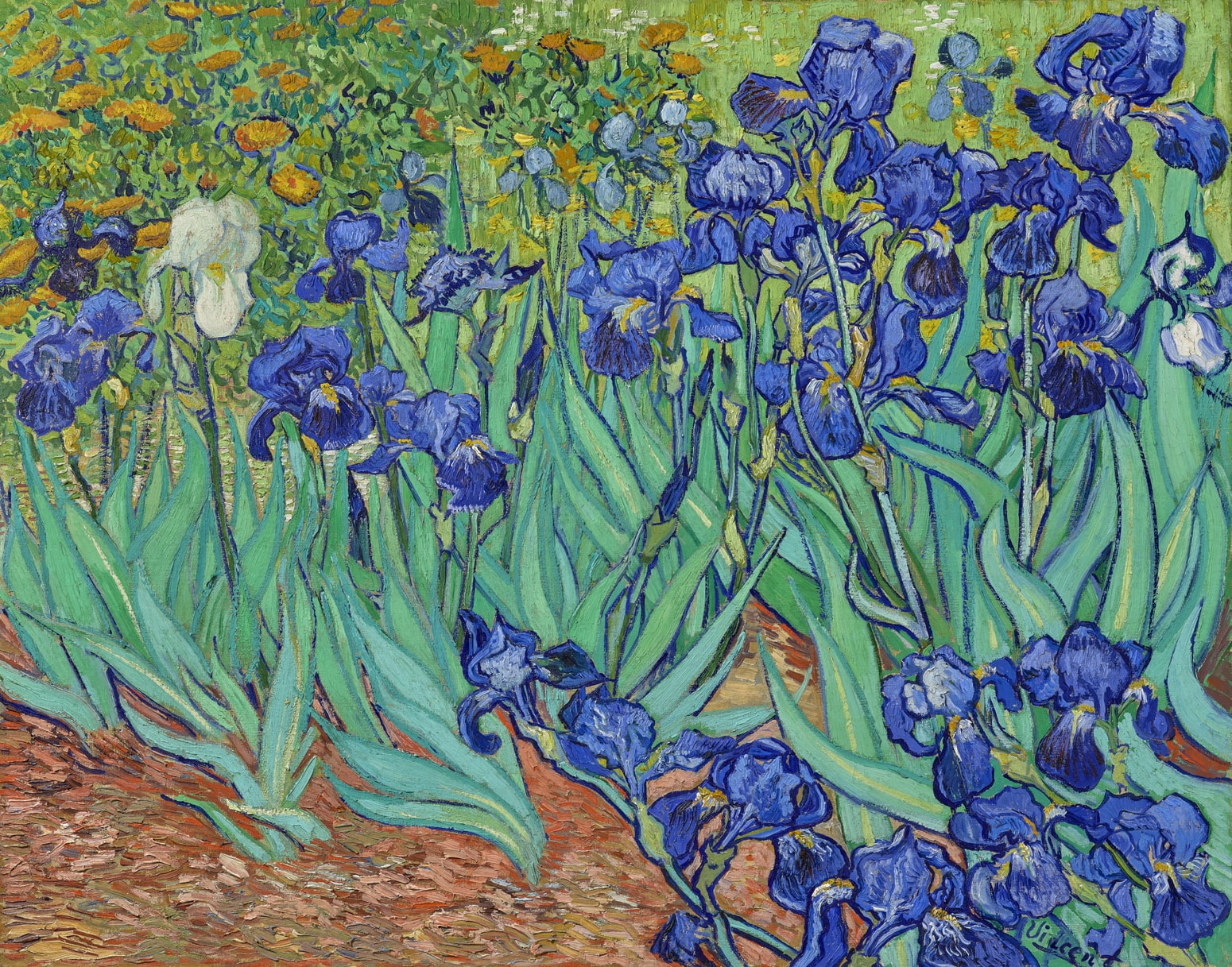 Īrisi - Vinsents van Gogs