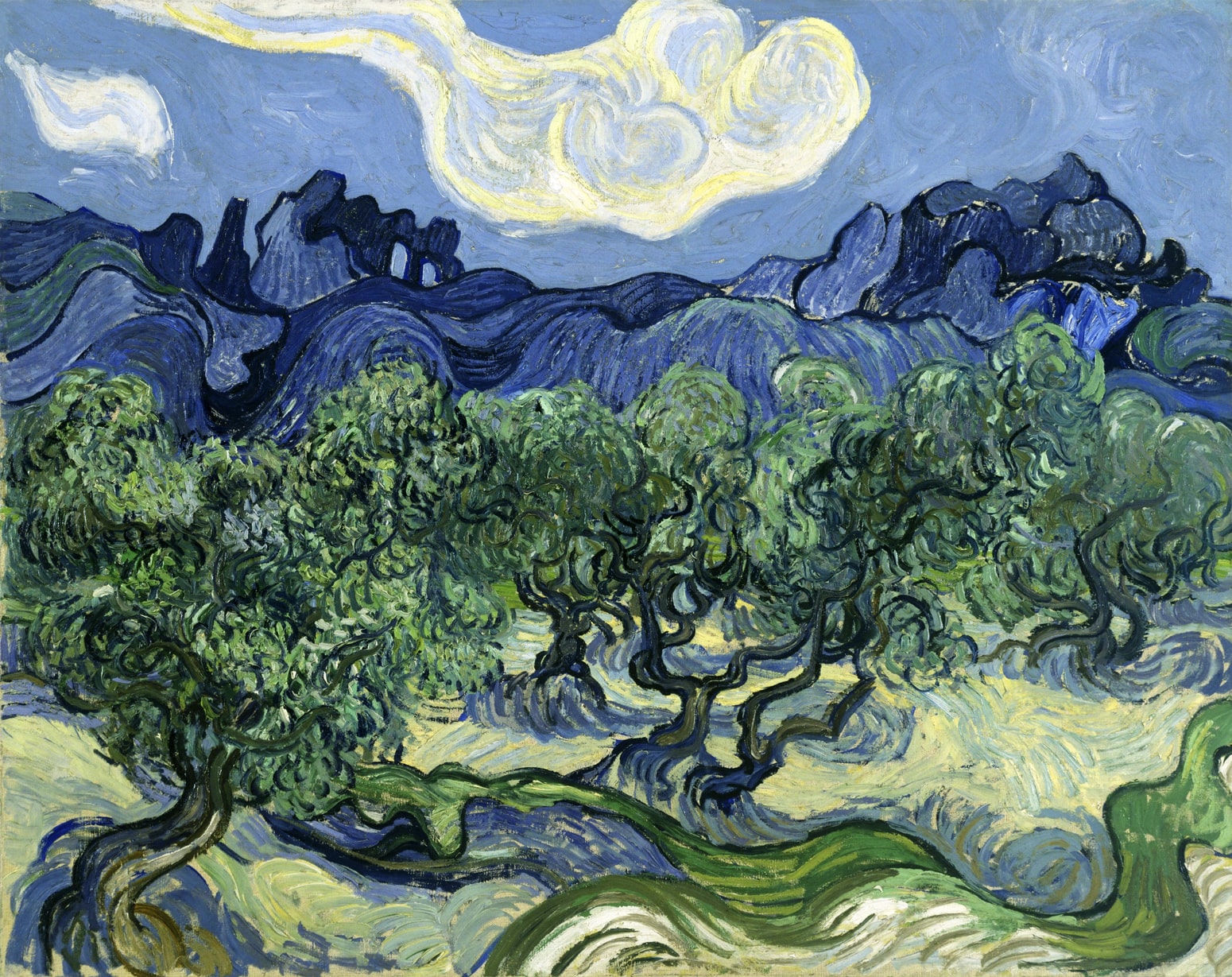 Olīvkoki ar Alpillēm - Vinsents van Gogs